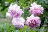 Cottage Rose 