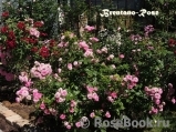 Brentano-Rose