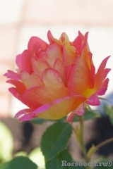 Rose des Cisterciens 