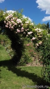 Pink Ghislaine de Féligonde ®