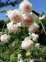 The Wedgwood Rose