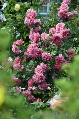 Rosarium Uetersen