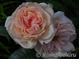 White Fox Rose