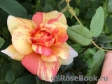 Rose La Rose des Impressionnistes