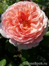 Abraham Darby