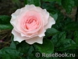 Mayra's Rose