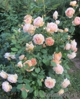 Crown Princess Margareta®