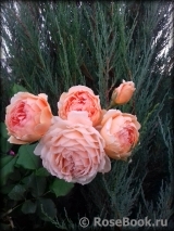 Crown Princess Margareta®