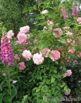 Cottage Rose 