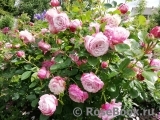 Kordes' Rosenfaszination ®