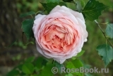 Abraham Darby