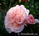 Rose de Tolbiac ®