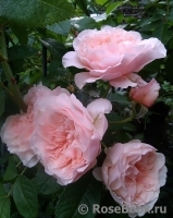 Rose de Tolbiac ®