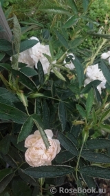 Rosa cannabifolia