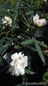 Rosa cannabifolia