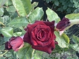 Black Baccara