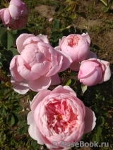 The Alnwick Rose