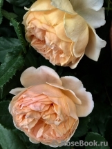 Crown Princess Margareta®