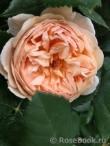 Crown Princess Margareta®