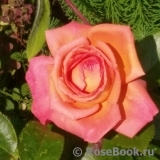 Rosa del Camino del Santiago ®