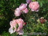 The Alnwick Rose