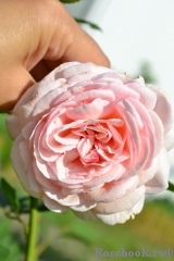 A Shropshire Lad