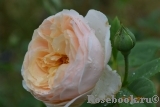 A Shropshire Lad