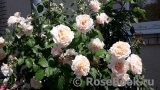 Rose de Tolbiac ®