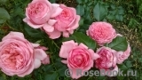 La Rose de Molinard ®