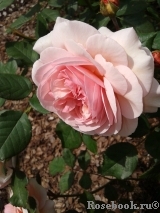 A Shropshire Lad