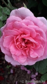 Gertrude Jekyll