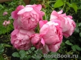 The Alnwick Rose