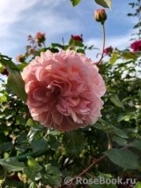 Abraham Darby