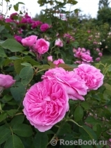 Gertrude Jekyll