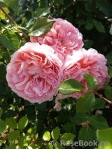 Abraham Darby