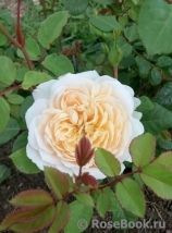 Crocus Rose® 