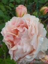 Abraham Darby