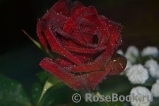 Black Baccara