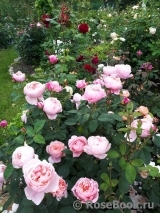 The Alnwick Rose