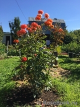 Oranges and Lemons 