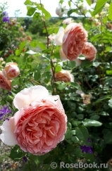 Abraham Darby