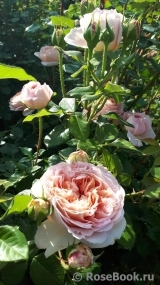 Abraham Darby