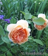 Crown Princess Margareta®