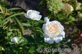 Crocus Rose® 