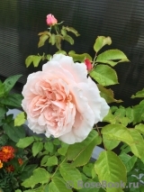 Rose de Tolbiac ®