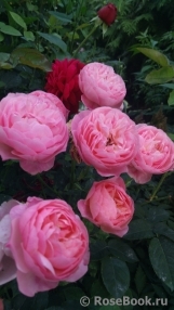 The Alnwick Rose