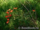 Rosa foetida Bicolor