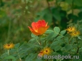 Rosa foetida Bicolor