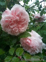 Rose de Tolbiac ®