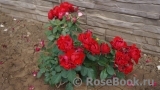 Black Forest Rose ®